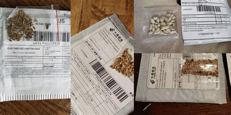 are all seeds from china a scam